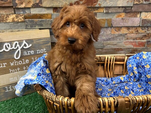 [#4929] Red Male Mini Goldendoodle Puppies For Sale