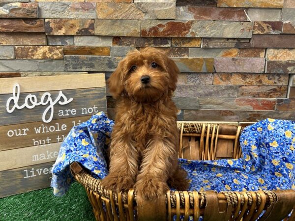 [#4927] Red Female Mini Goldendoodle Puppies For Sale