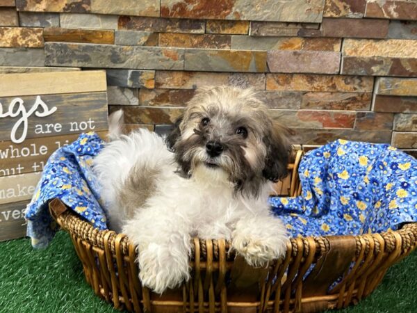 [#4919] Brindle & White Female Havanese Puppies For Sale