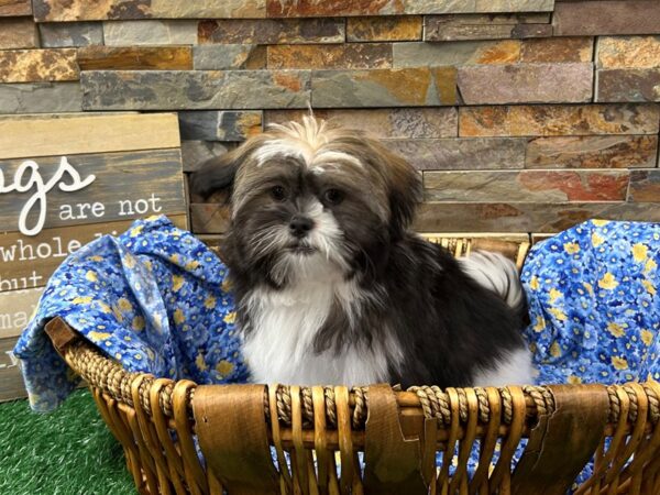 [#4920] Brindle & White Female Havatzu Puppies For Sale