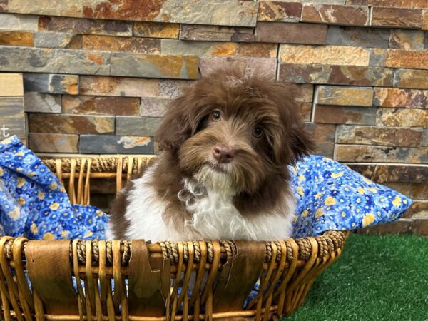 [#4918] Chocolate & White Male Havanese Puppies For Sale