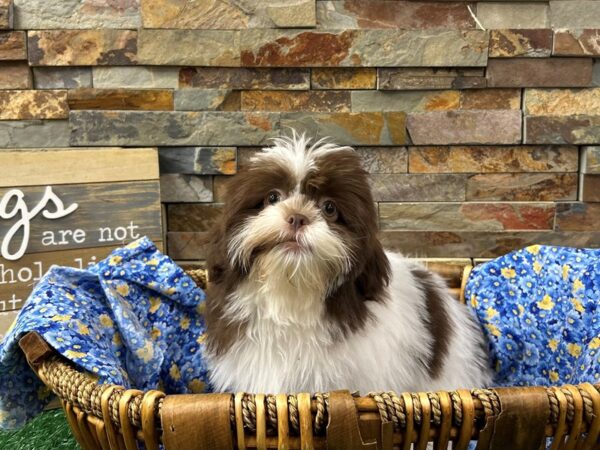 [#4921] Chocolate & White Female Havatzu Puppies For Sale