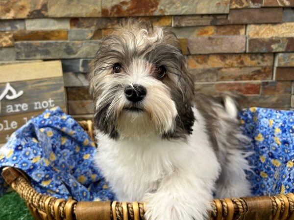 [#4875] Brindle & White Female Havatzu Puppies For Sale