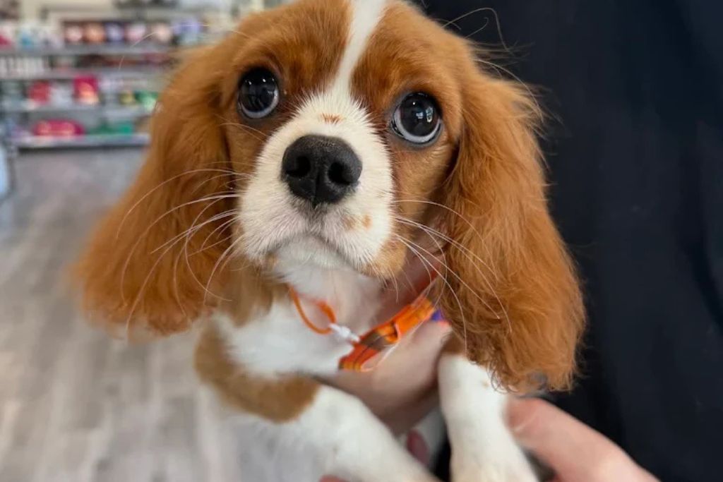 AKC Registration With Health Testing: What Every Future Puppy Parent Should Know