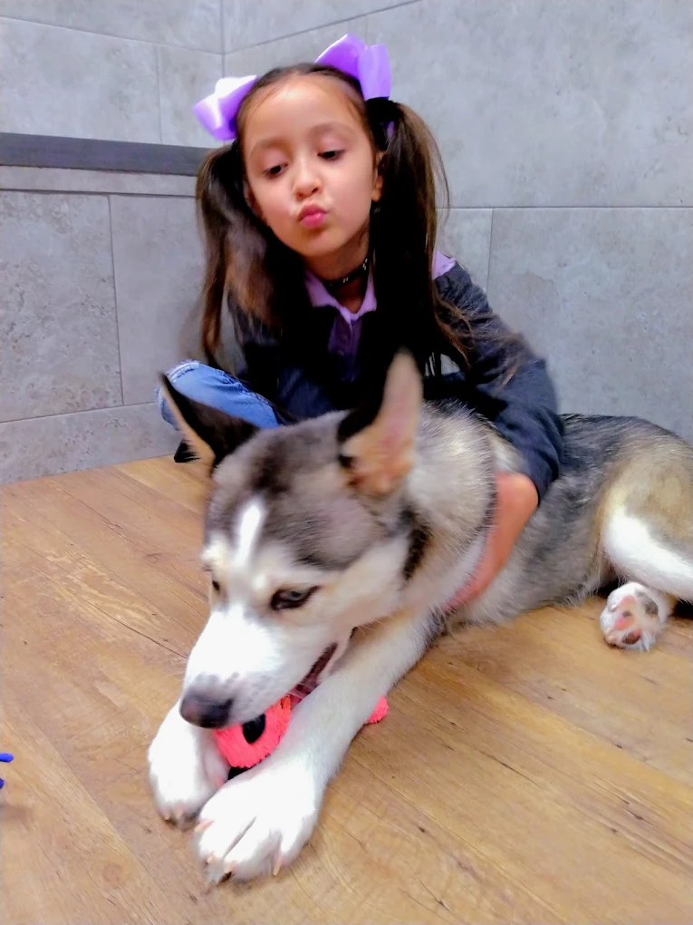 A child spending time with a husky puppy at Petland